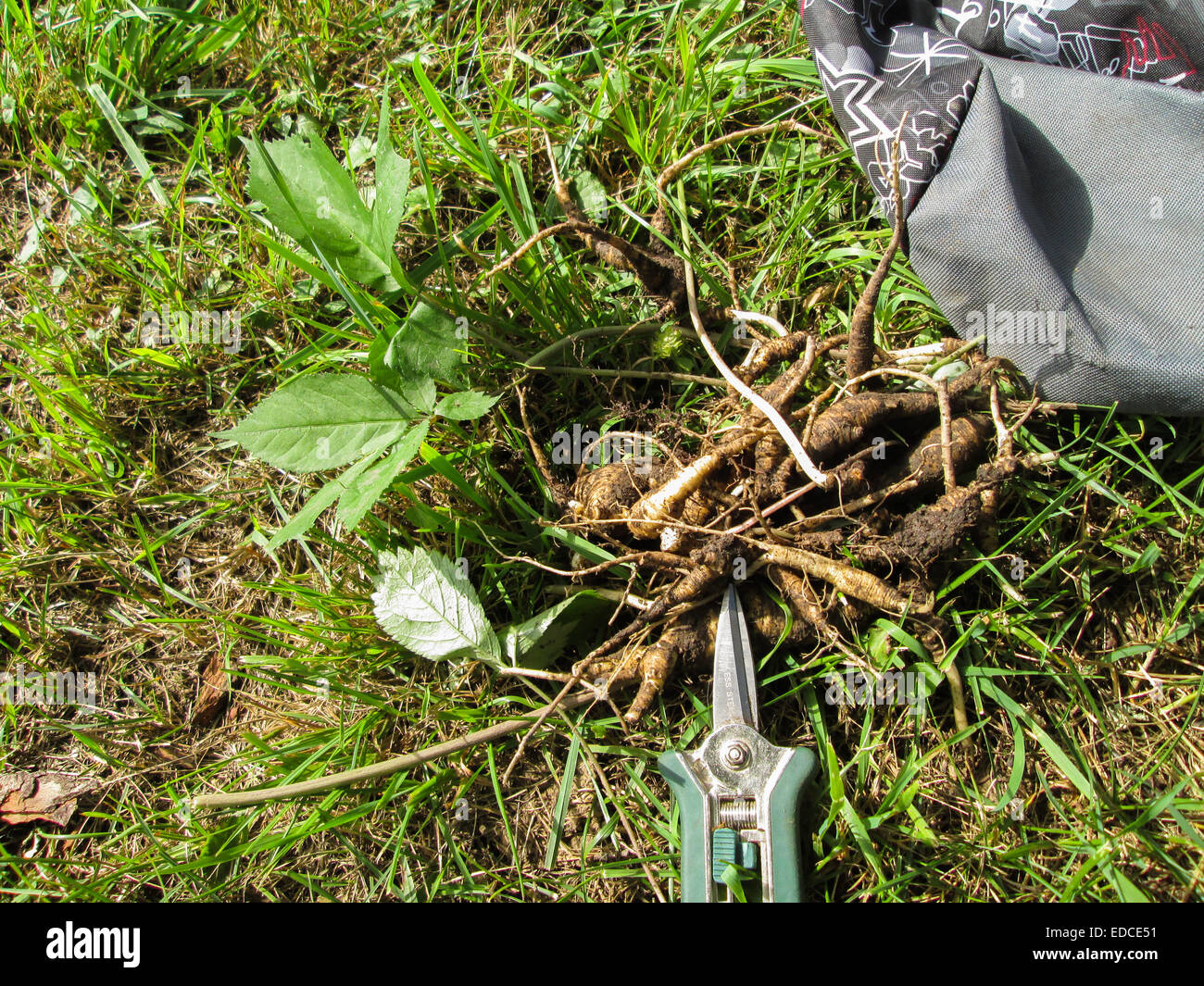 Ein Haufen der GinsengWurzel, die Zitze vor der Saison durch einige