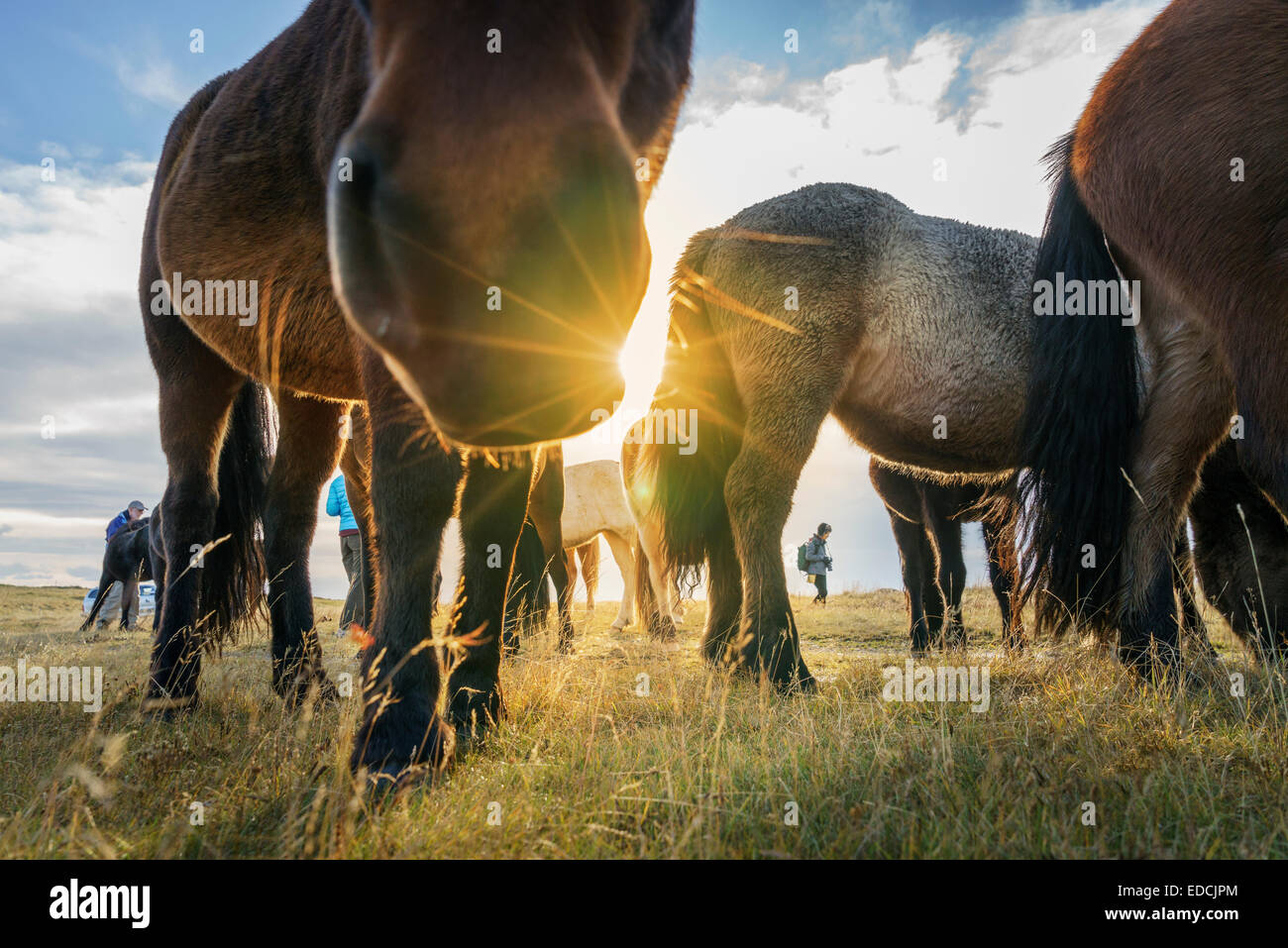 Islandpferde grasen, Island Stockfoto
