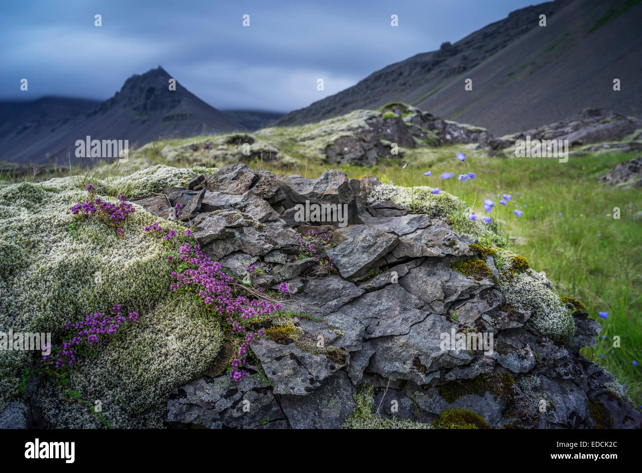 Sommer-Wildblumen und Kräuter wachsen rund um Moos und Lava Felsen, Mt. Eystrahorn im Hintergrund, Stokknes, Island Stockfoto