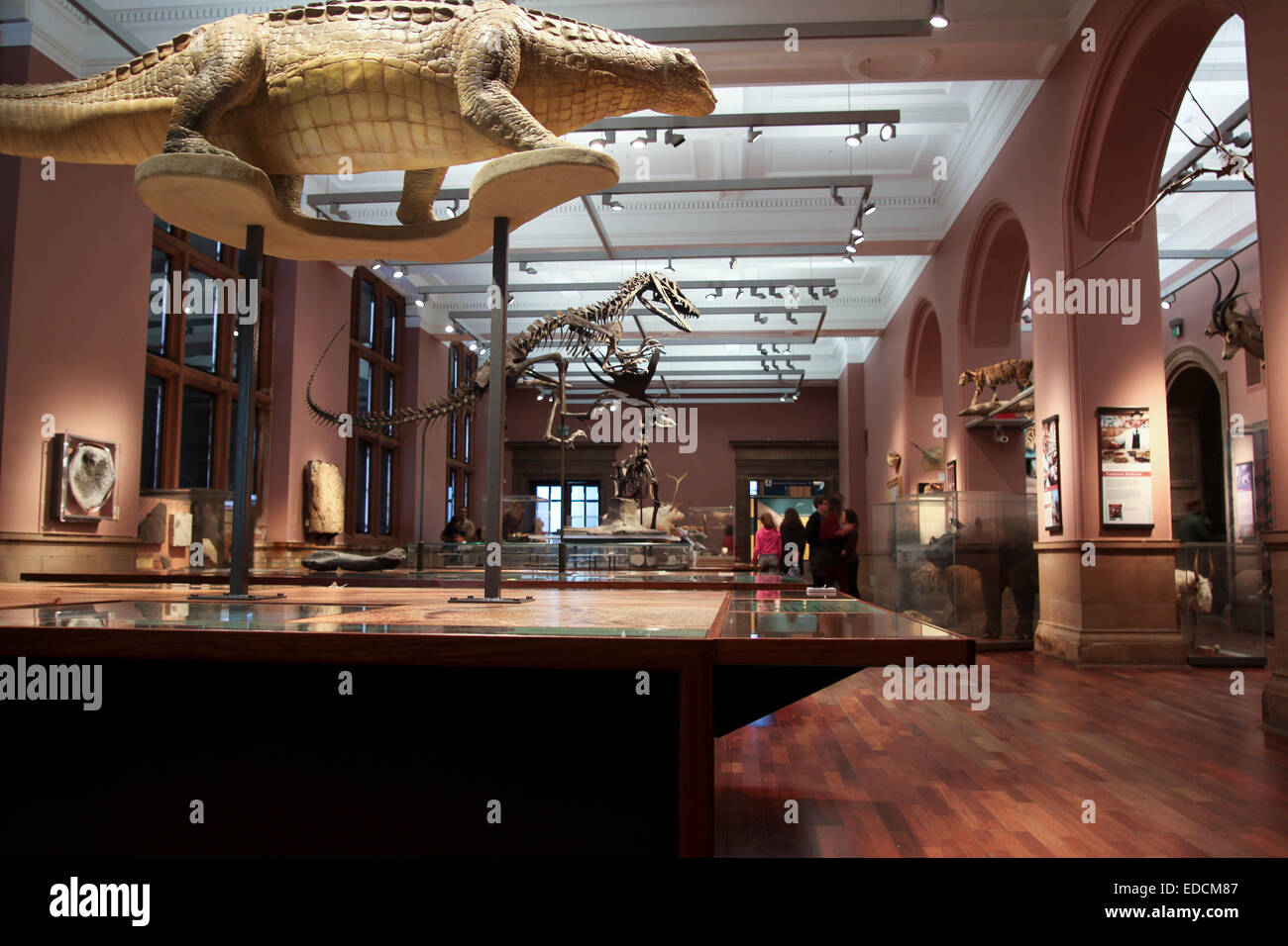 Dinosaurier Hall Kelvingrove Art Gallery und Museum, Glasgow Stockfoto