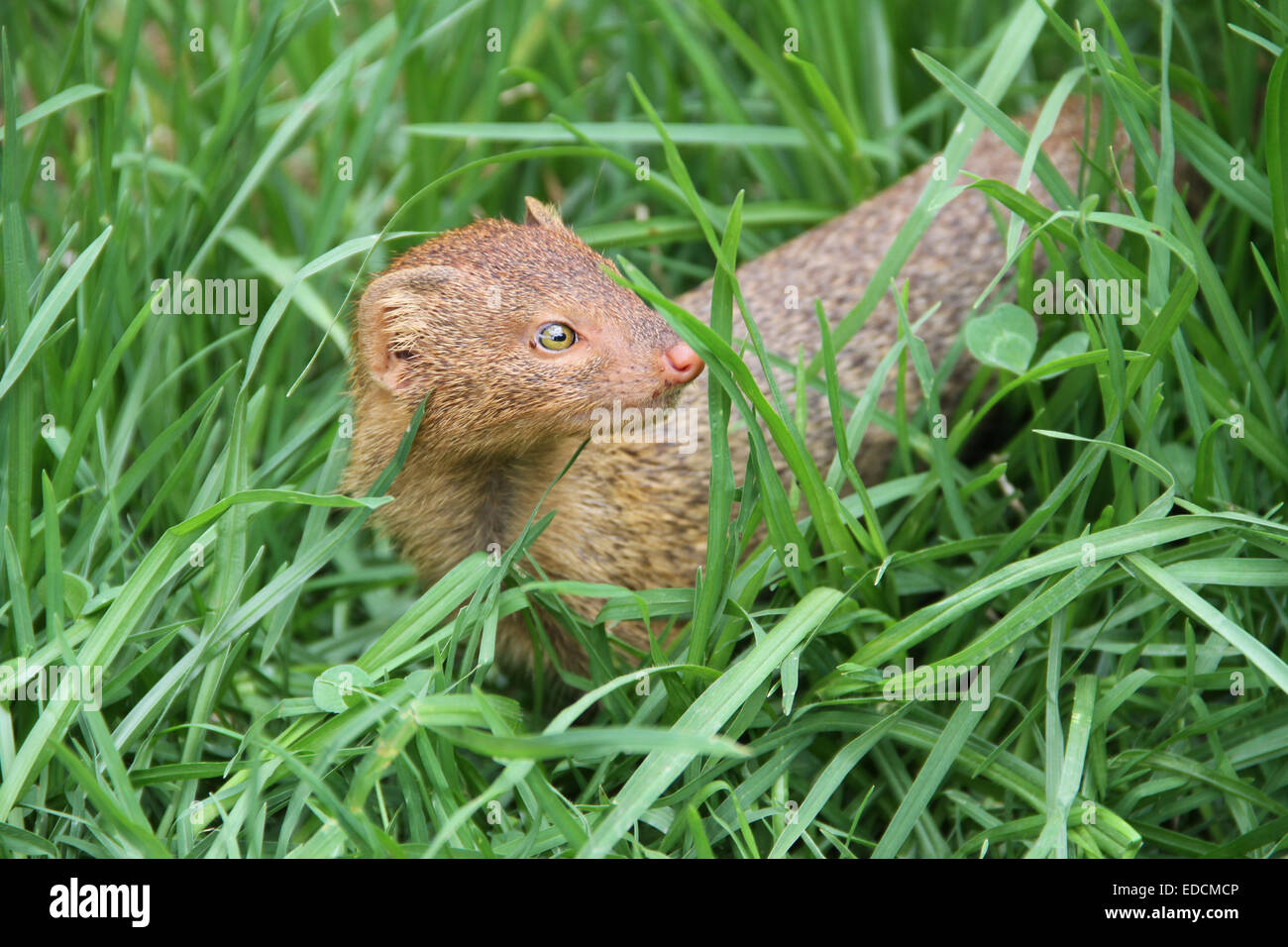Erdmännchen oder Suricate ist eine kleine Carnivoran aus der Familie der Mangusten. Das Erdmännchen ist eine kleine tagaktive Herpestid (Mungo) Stockfoto