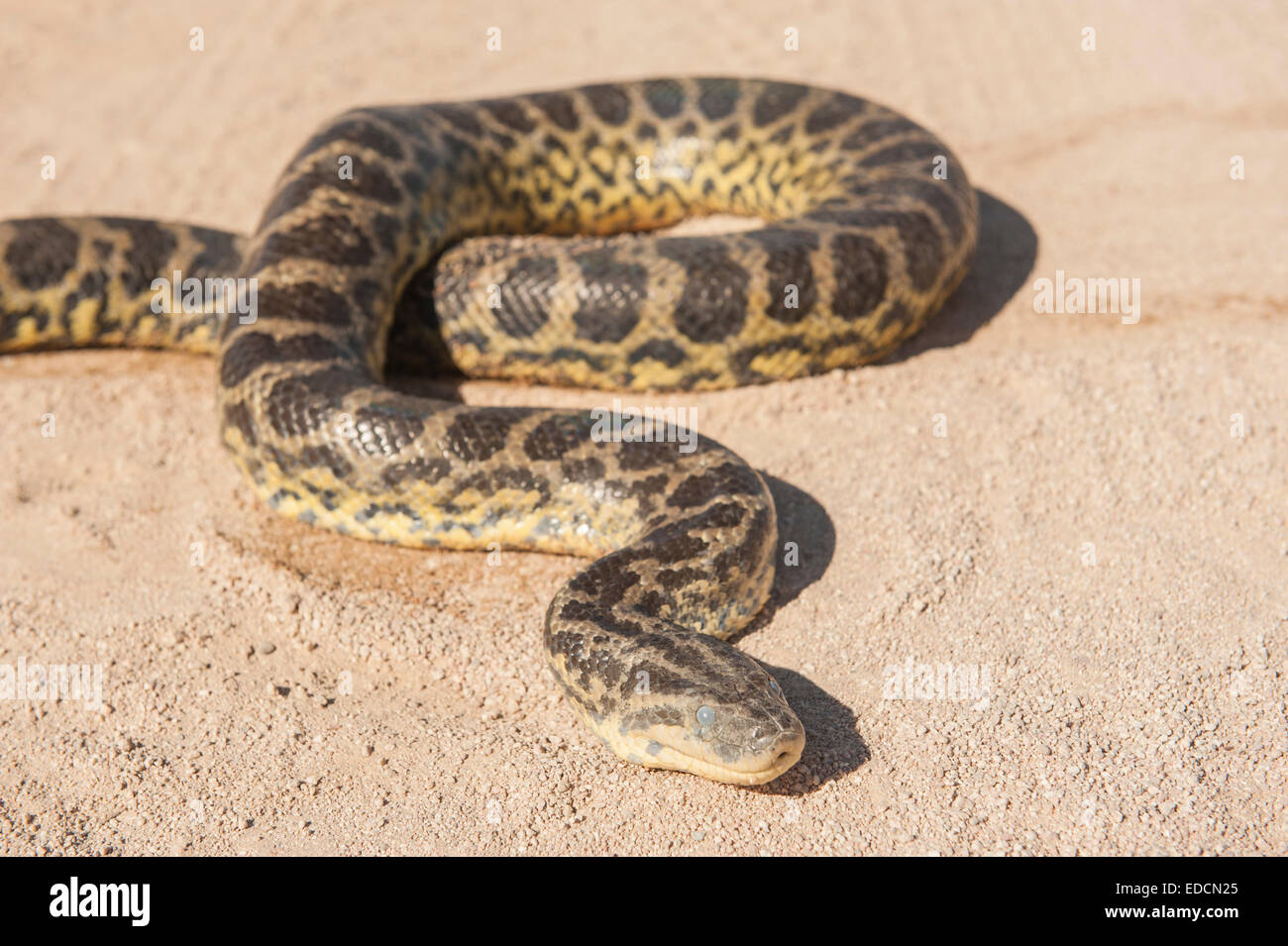 Nahaufnahme der Wüste Felsen Python Schlange kriecht auf trockenen Sandboden Stockfoto