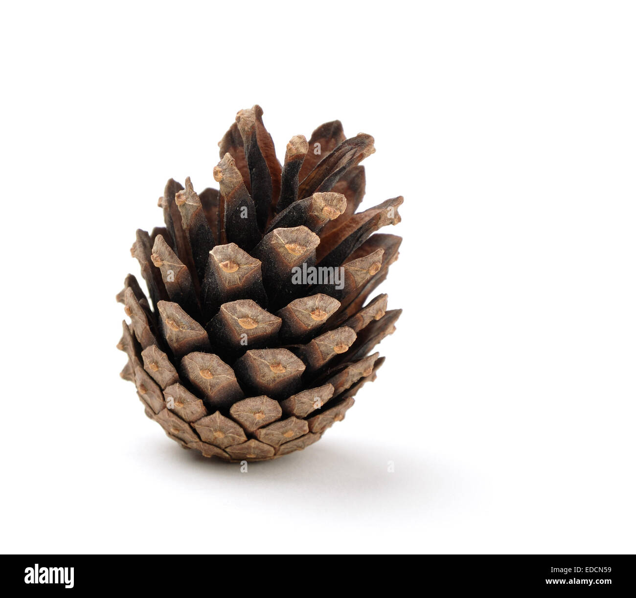 trockenen Tannenzapfen mit Licht Schatten auf weißem Hintergrund Stockfoto