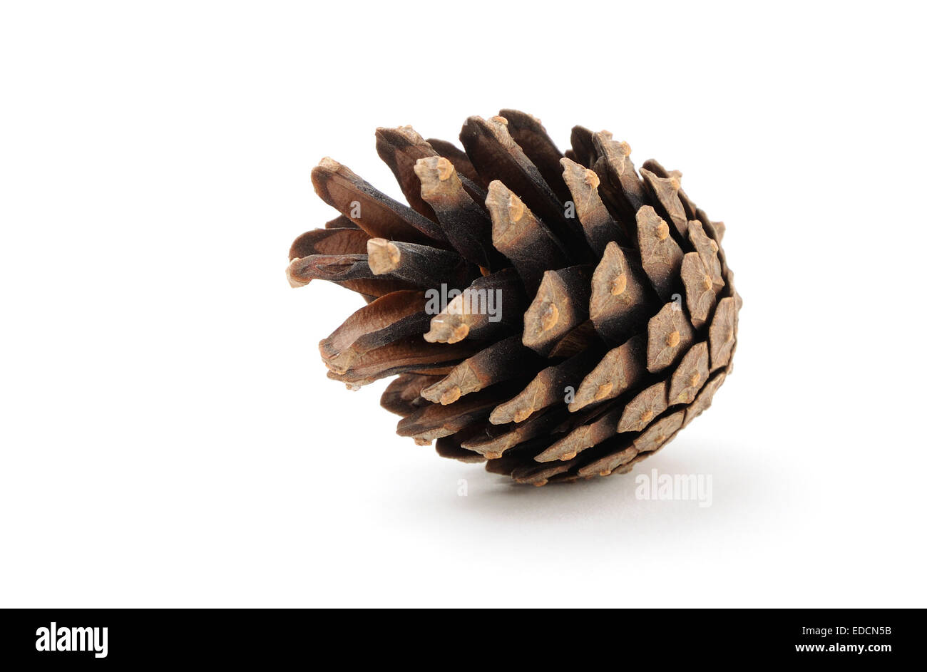 trockenen Tannenzapfen mit Licht Schatten auf weißem Hintergrund Stockfoto