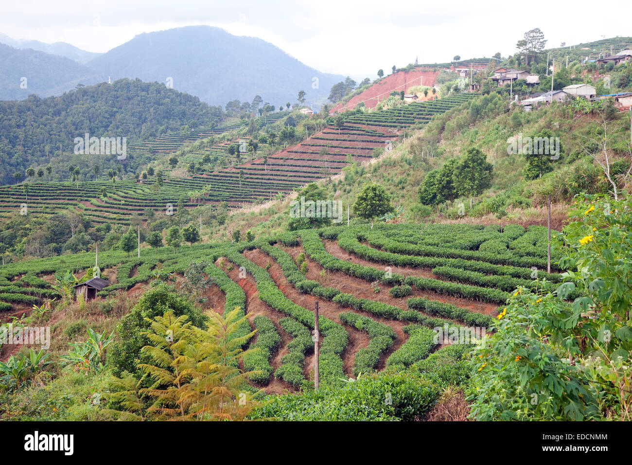 Terrassenförmig angelegten Teeplantage auf Hügel in den Bergen der Provinz Yunnan, China Stockfoto