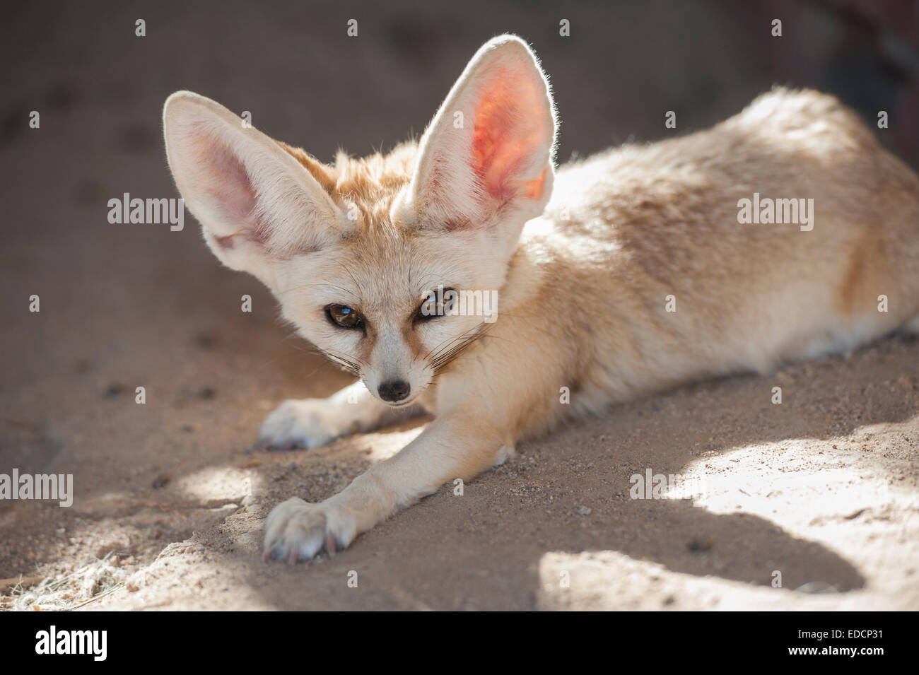 Nahaufnahme der Wüste Fennec Fuchs Vulpes Zerda in Gefangenschaft liegend Stockfoto