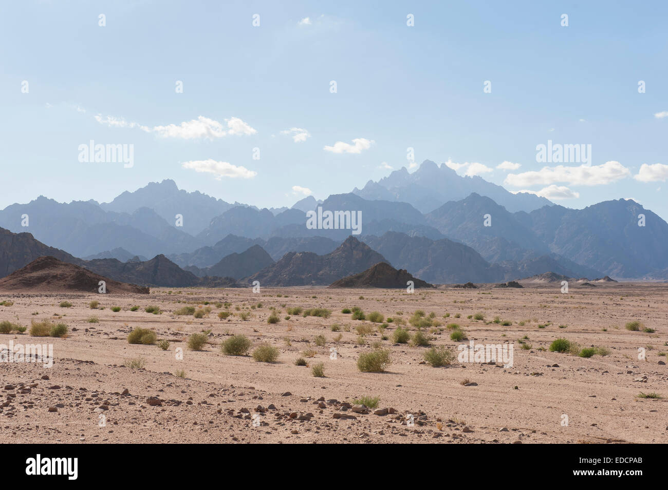 Ägyptische Wüste Felslandschaft mit Pflanzen und Gebirge Stockfoto