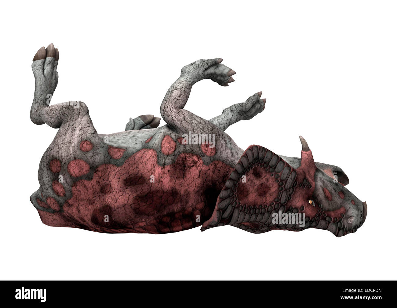 Digitale 3D Rendern von einem Toten Dinosaurier Protoceratops isoliert auf weißem Hintergrund Stockfoto