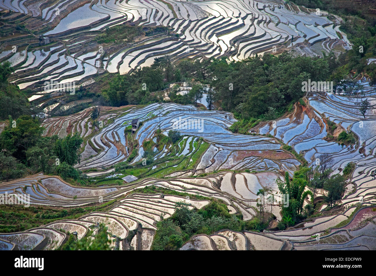 Terrassierte Reisfelder auf Hügel in der Nähe von Xinjie im Bezirk Yuangyang, Provinz Yunnan, China Stockfoto
