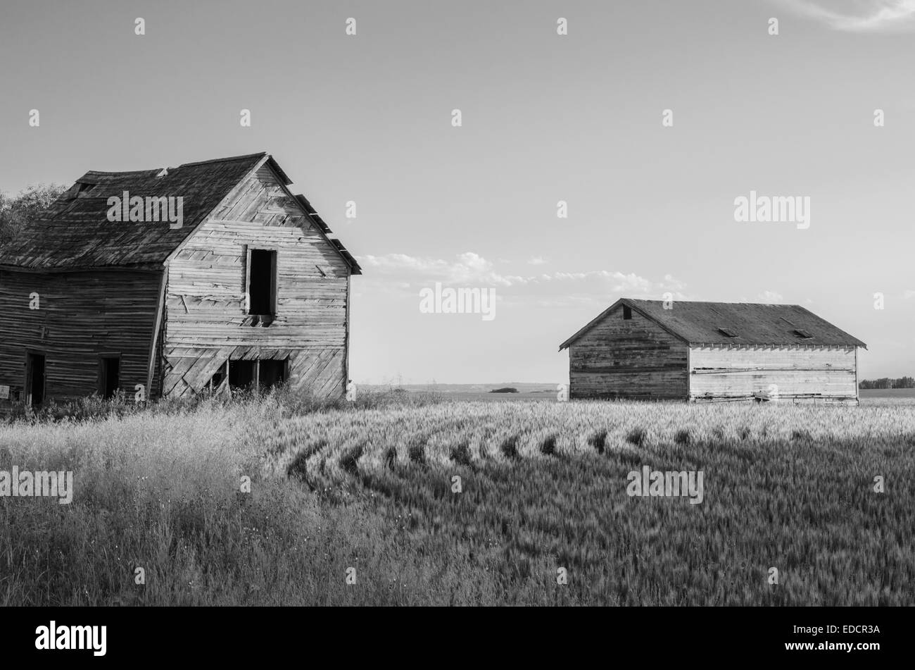 Raps-Feld und alte Scheune in der Nähe von Calgary, Alberta Stockfoto