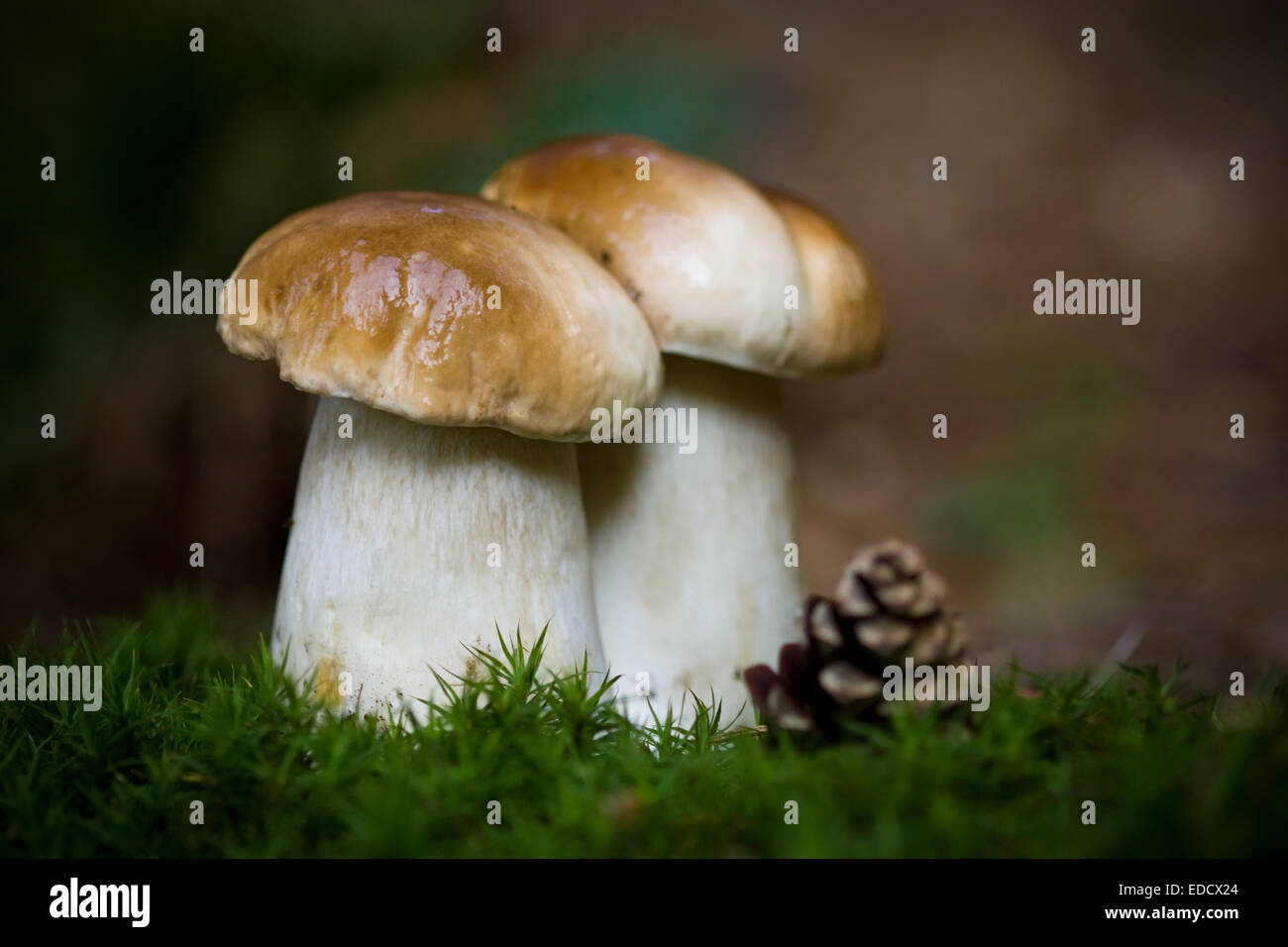 Zwei kleine Steinpilze mit grünem Moos in die Pilze Stockfoto
