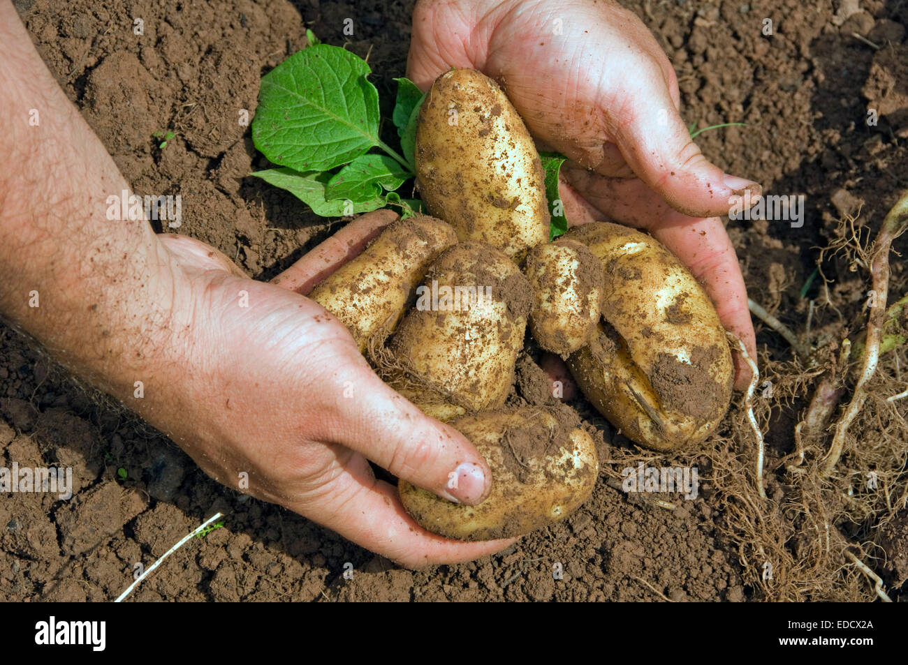 Kartoffeln auf ein Kleinbetrieb ausgrub. Stockfoto