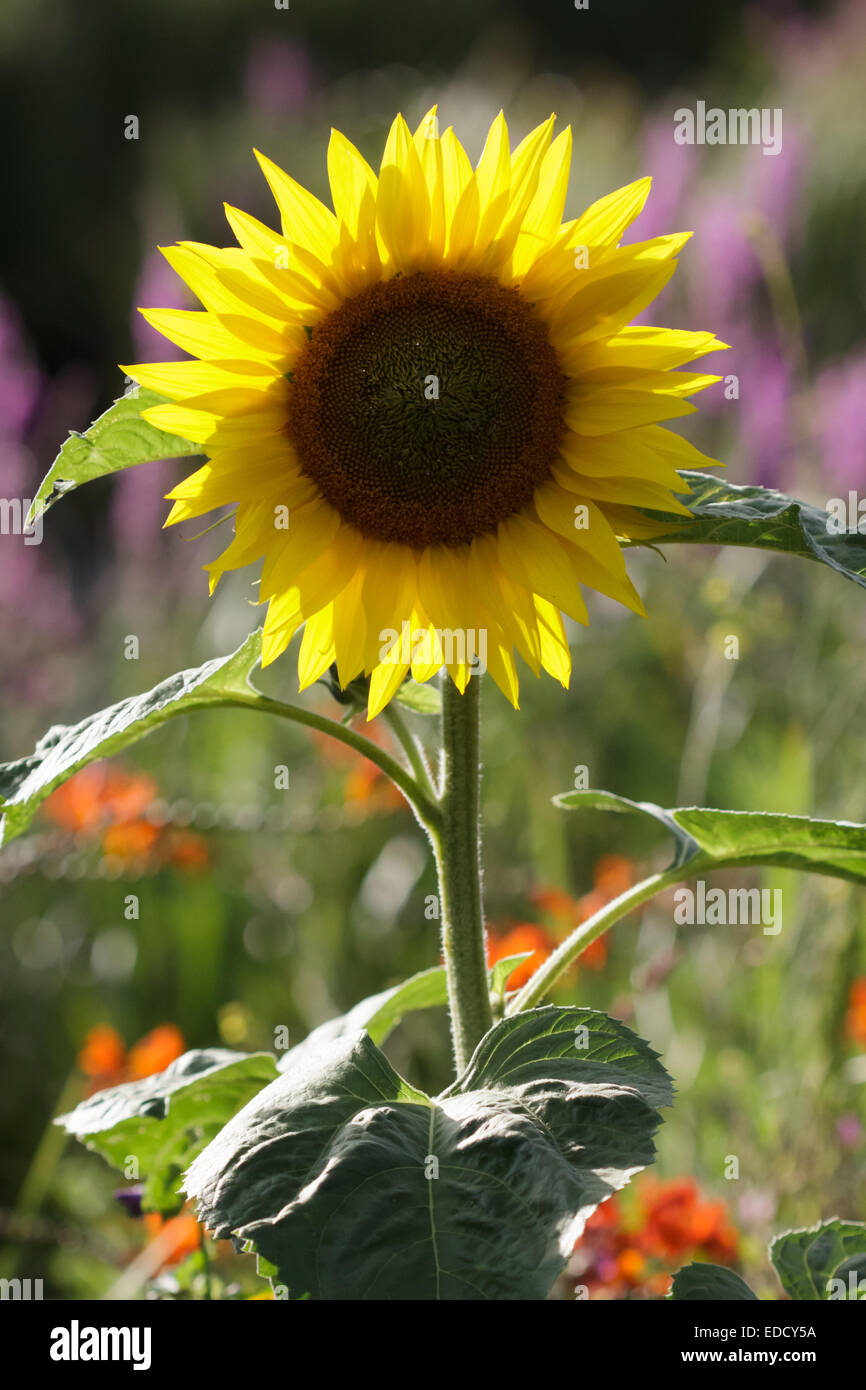 Eine gewöhnliche Sonnenblume. Stockfoto