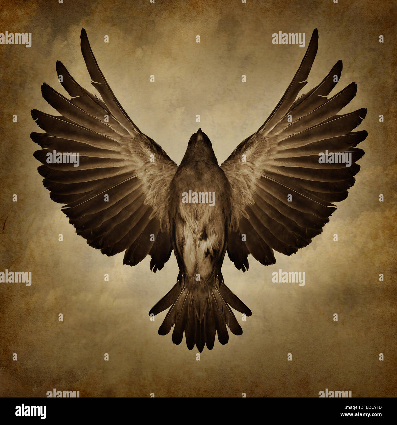Flügel der Freiheit auf Grunge Texturen Hintergrund als ein Bruch frei und Spiritualität glauben Symbol wie ein Vogel mit öffnen Ausbreitung Federn fliegen nach oben zum Erfolg. Stockfoto