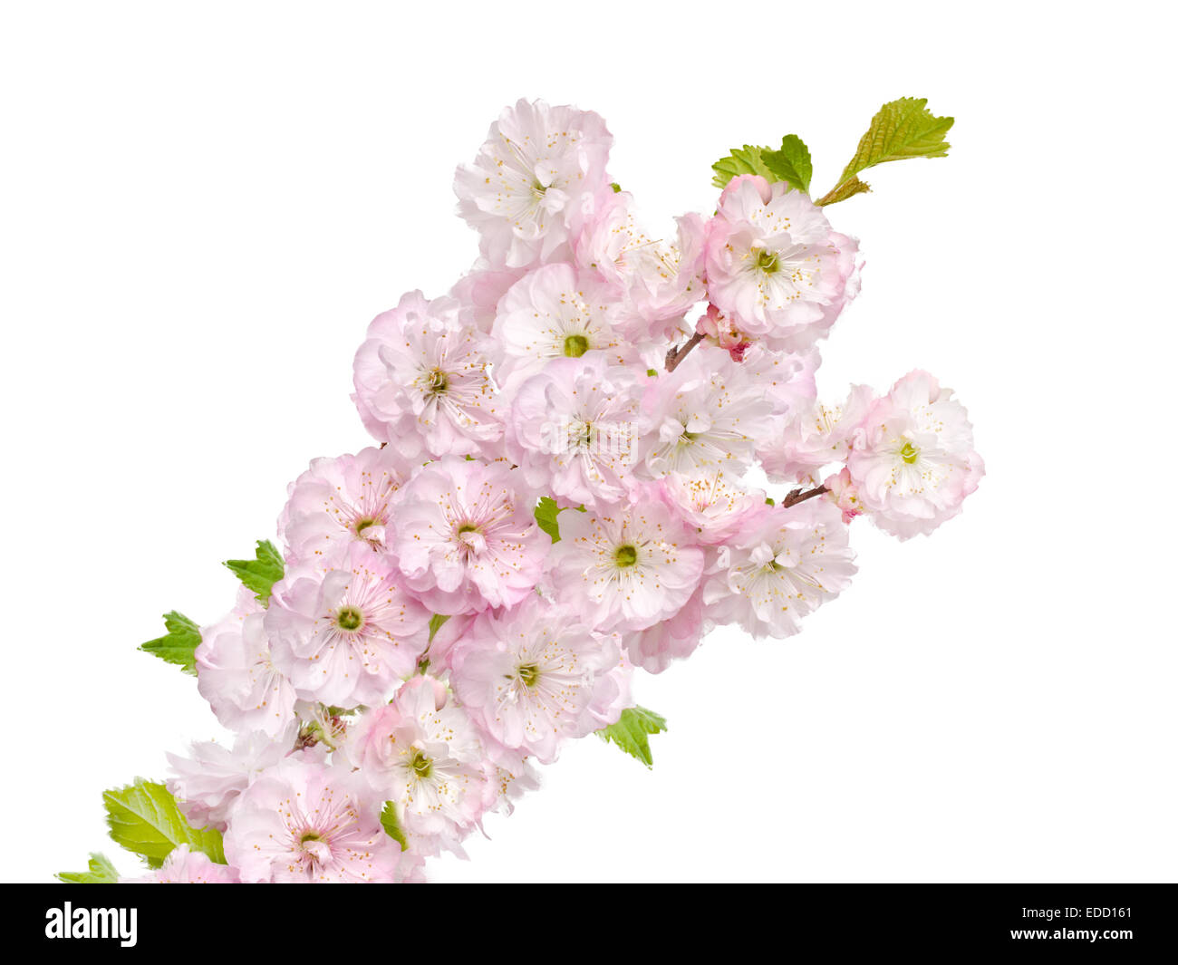 Mandelblütenbaum Ausgeschnittene Stockfotos und -bilder - Alamy