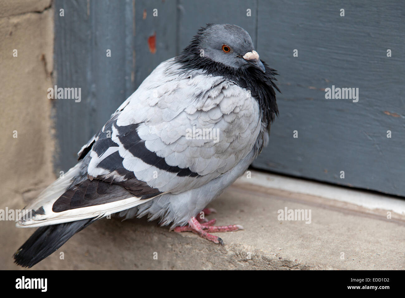 Eine Taube in einer britischen Stadt. Stockfoto