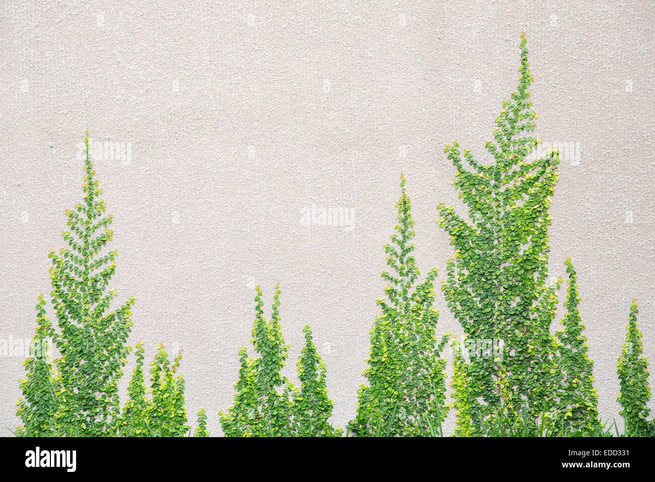 Grüner Baum bedeckt auf Betonmauer Stockfoto