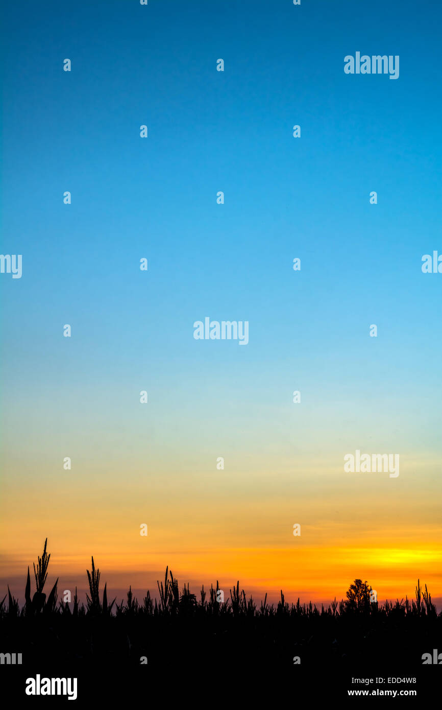 Baum-Silhouetten mit dem Himmel am Abend Stockfoto