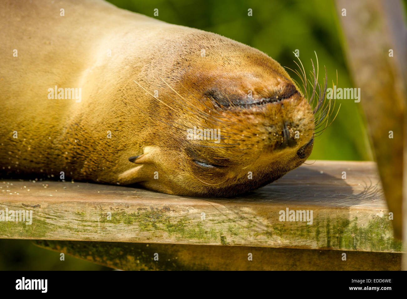 Seelöwen in San Cristobal-Galapagos-Inseln Stockfoto