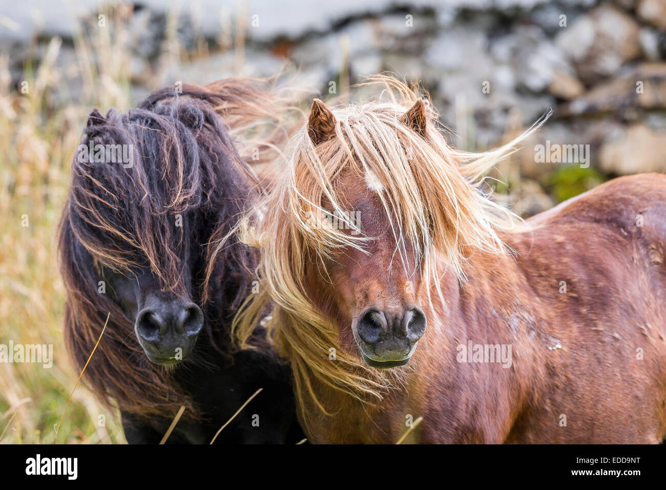 Mini Shetland Pony zwei Pinto Hengste Porträt Mähnen fließt Shetlands Unst Stockfoto