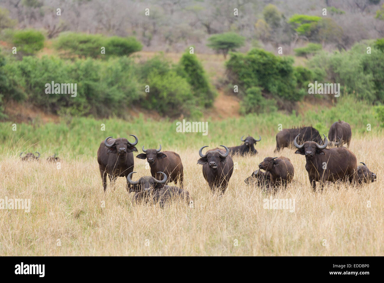 Büffel-Herde im südlichen afrikanischen Busch Stockfoto