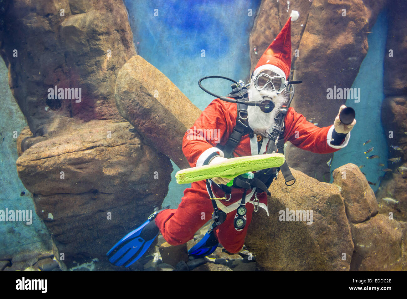 Taucher-Rdessed als Weihnachtsmann Reinigung Aquarium Breslauer Africarium Zoo Stockfoto