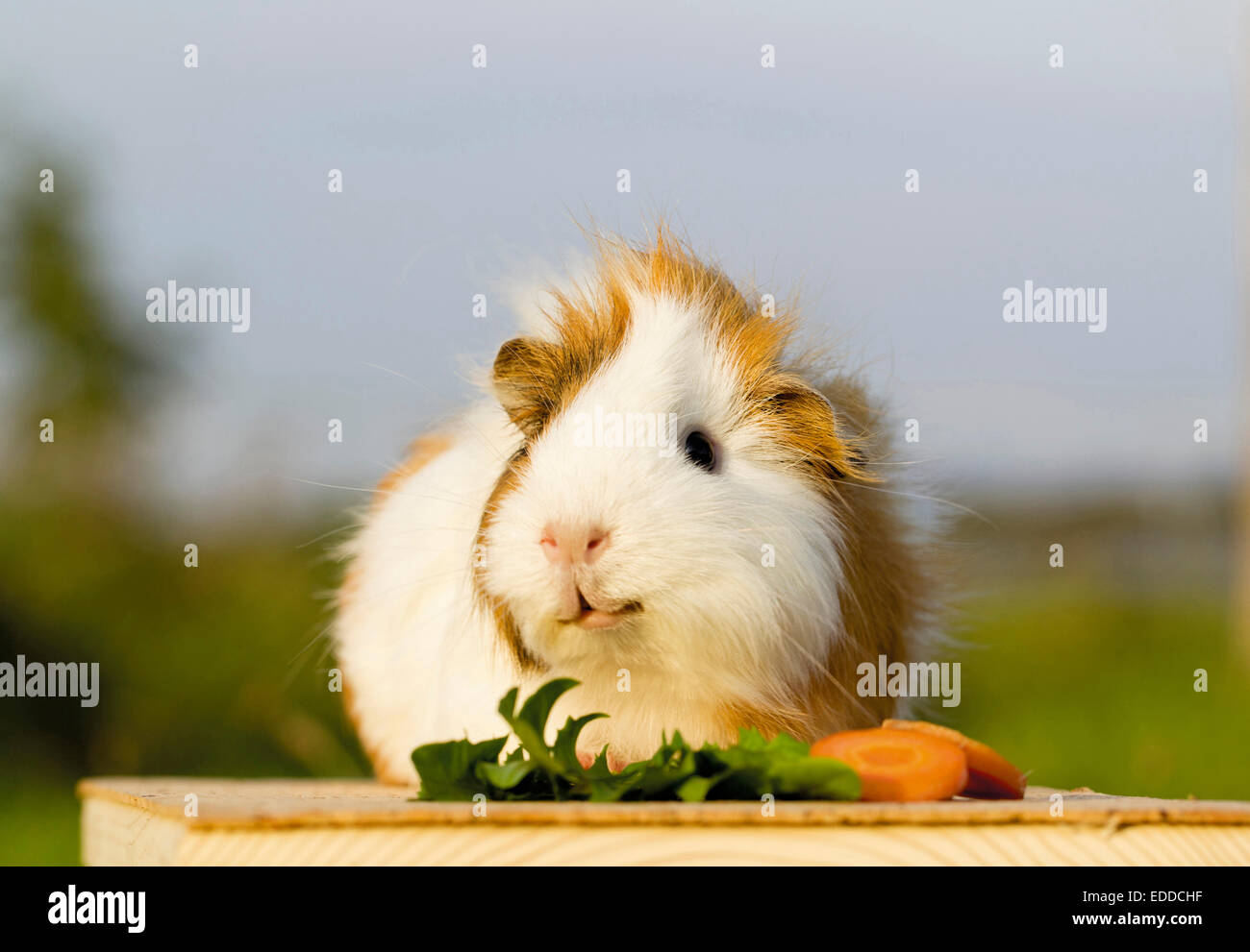 Abessinier Meerschweinchen Cavie Erwachsenen Essen Löwenzahn Blätter Karotten Scheiben Deutschland Stockfoto