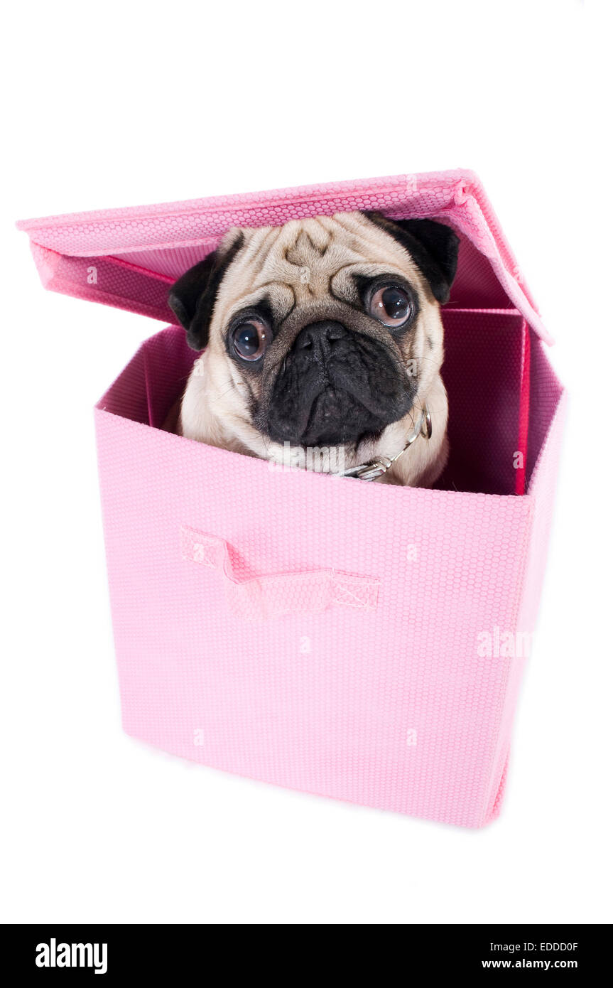 Mops Welpen mit Blick vom kleinen rosa Box Studio Bild vor weißem Hintergrund Stockfoto