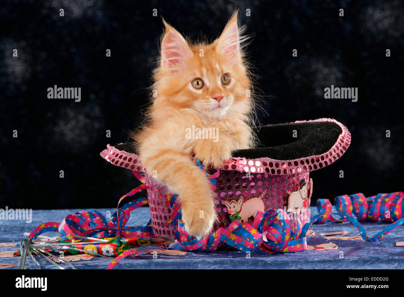 Hauskatze Kitten Luftschlangen glitzernde Hut Studio Bild vor schwarzem Hintergrund Deutschland Stockfoto