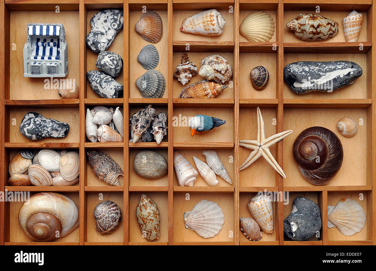 Muscheln, Steinen und Strand-Dekoration in einem Art-Fall Stockfoto