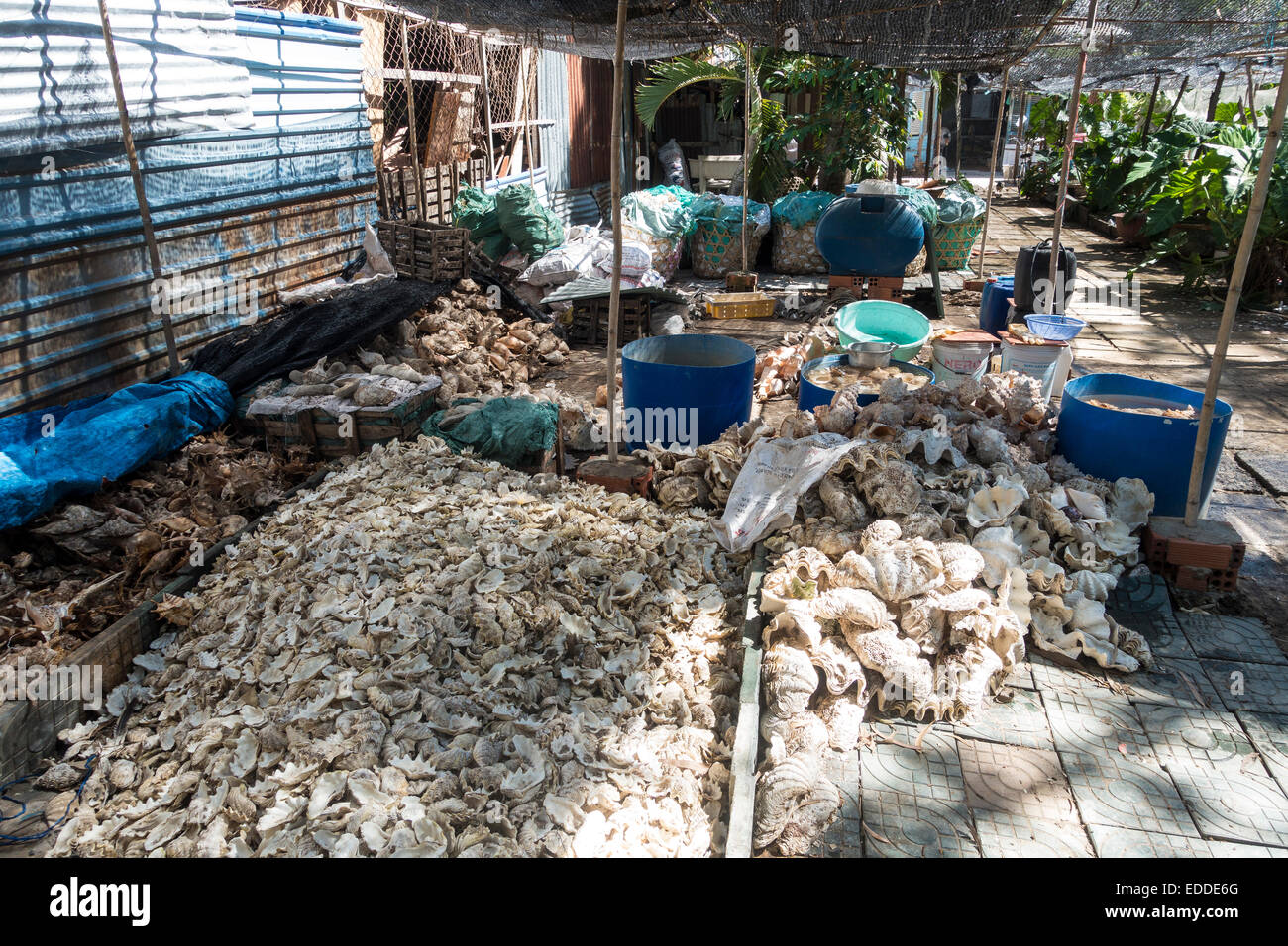 Teilweise geschützte Arten von Muscheln für die Herstellung von Schmuck und Dekoration, Vung Tao, Vietnam Stockfoto