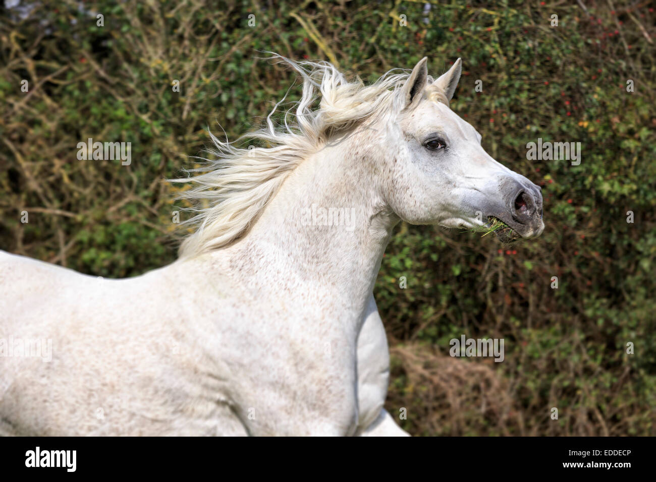 Arabische Vollblut Pferd im Galopp, Rasen in seine Schnauze, North Rhine-Westphalia, Deutschland Stockfoto
