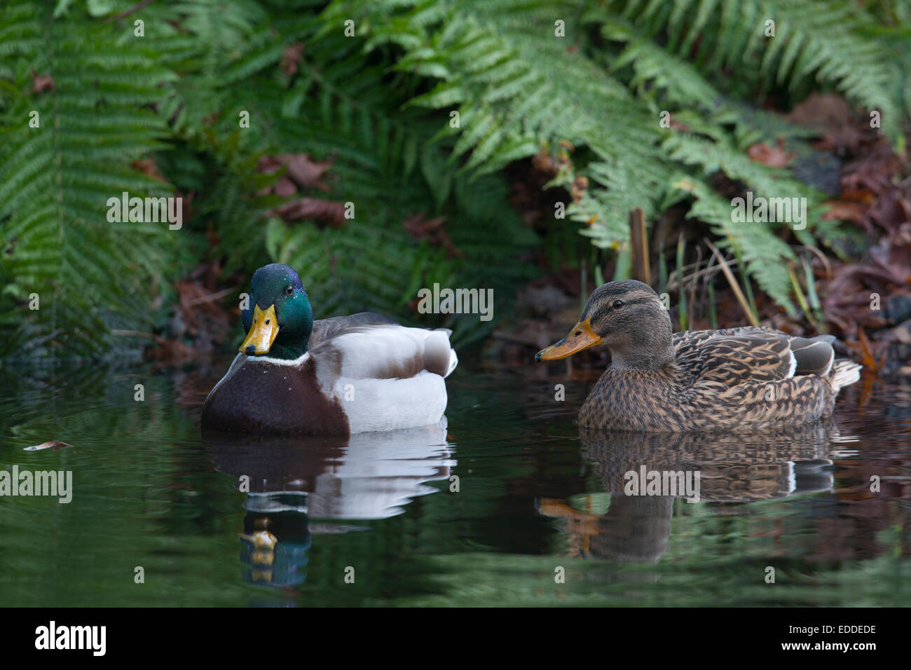 Stockente (Anas Platyrhinchos), Emsland, Niedersachsen, Deutschland Stockfoto