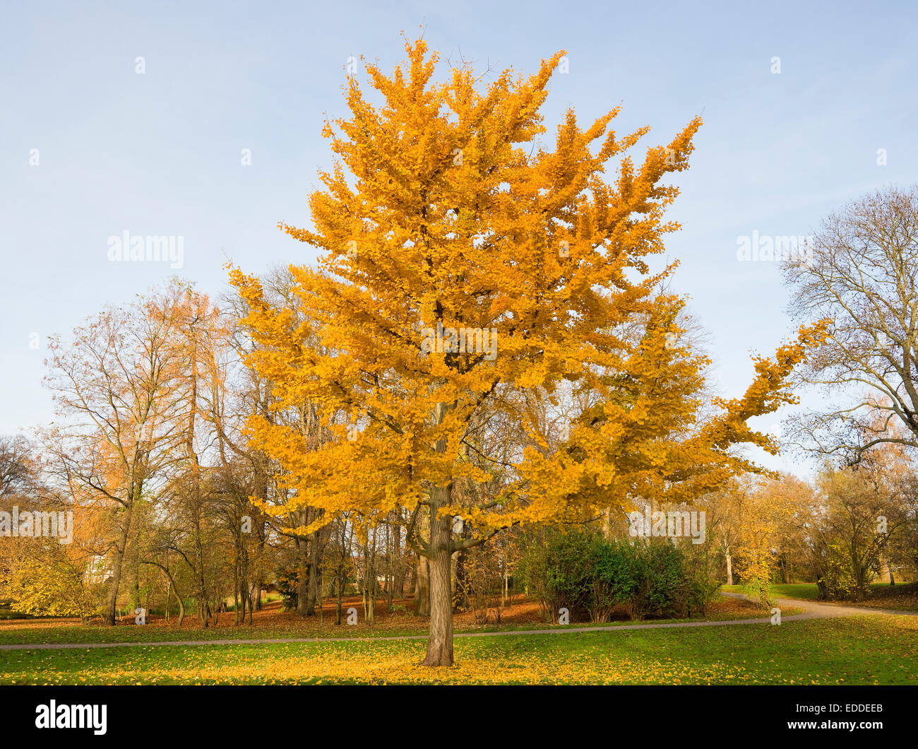 Ginkgo-Baum (Ginkgo Biloba), mit bunten herbstlichen Laub, Parken, Fallersleben, Niedersachsen, Deutschland Stockfoto