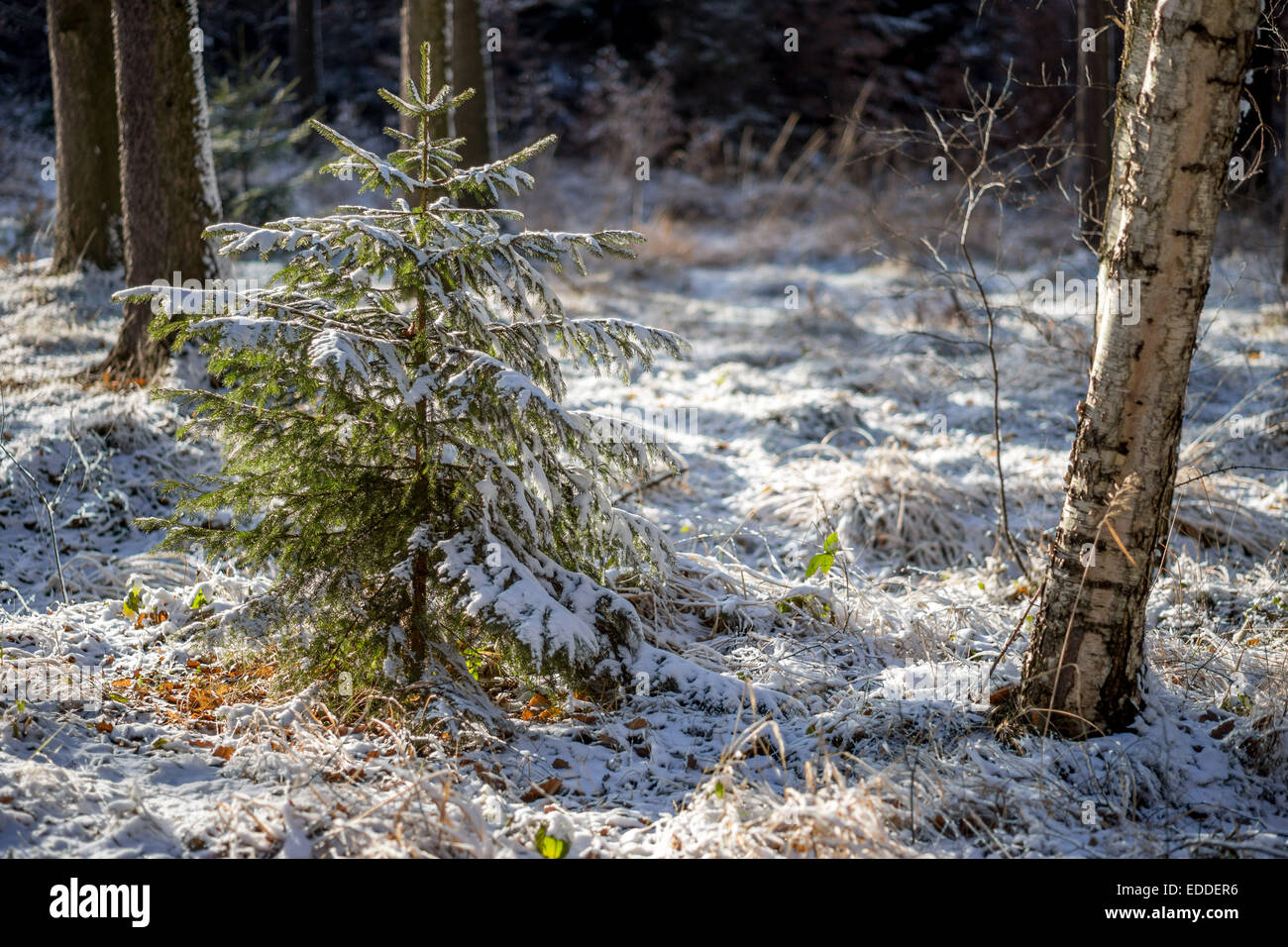 Fichte-Wald mit Schnee bedeckt Stockfoto