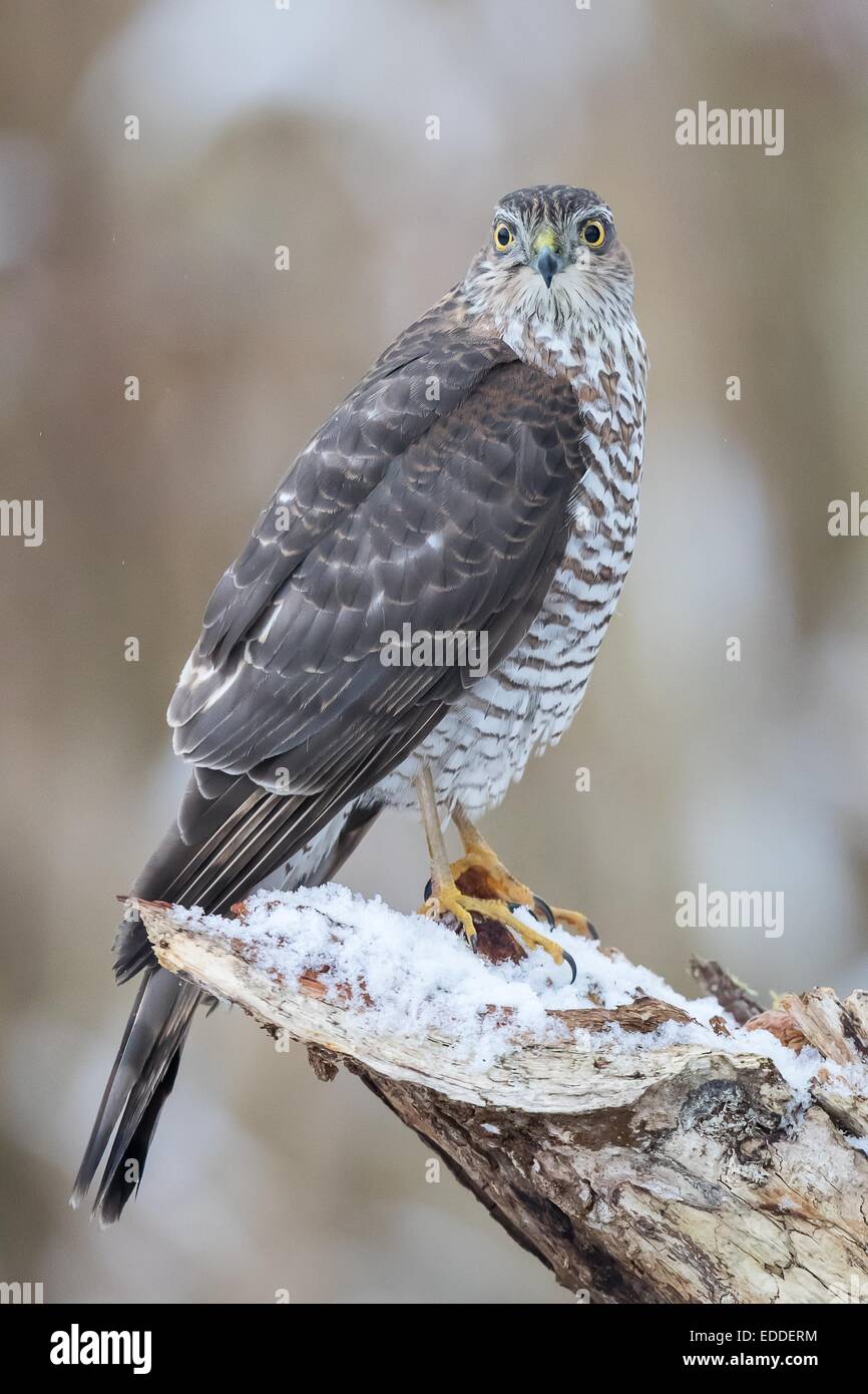 Eurasische Sperber (Accipiter Nisus), thront Erwachsenfrau auf tief verschneiten Totholz, Hessen, Deutschland Stockfoto