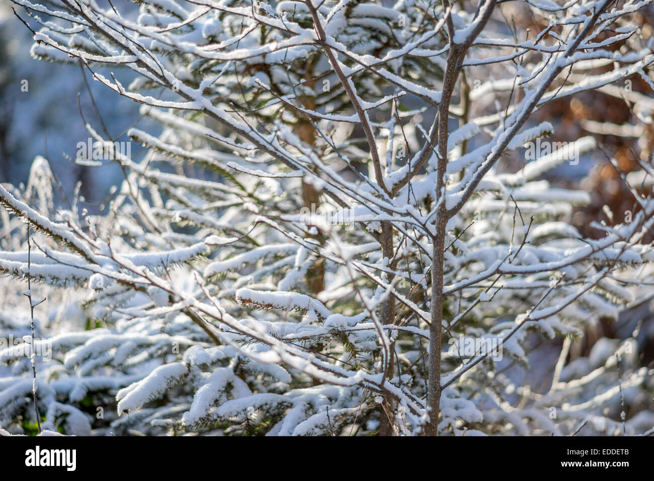 Zweige mit frischem Schnee bedeckt Stockfoto