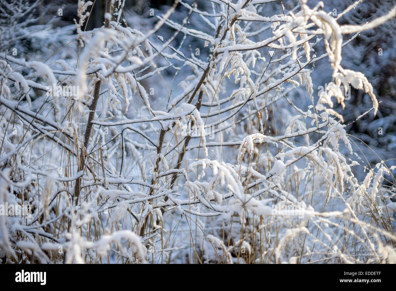 Zweige mit frischem Schnee bedeckt Stockfoto