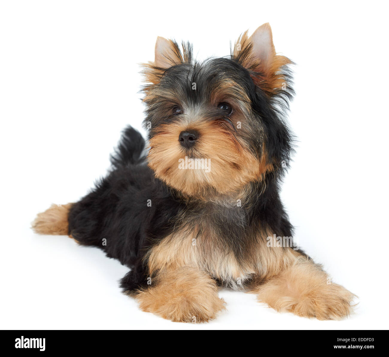 Schöne kleine Welpen der YorkshireTerrier auf weißem Hintergrund