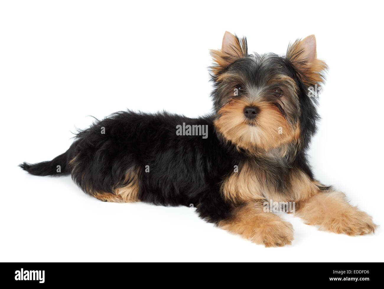 Kleiner Hund liegt auf weiß. Der Yorkshire-Terrier Welpen Stockfoto