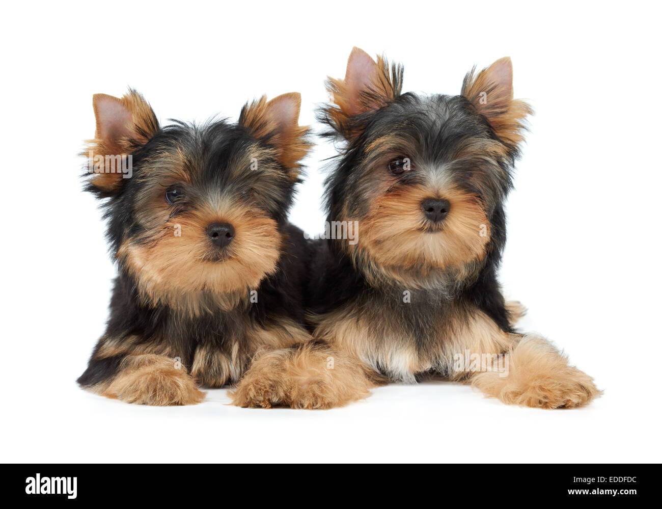 Zwei Yorkshire-Terrier Welpen auf weißem Hintergrund Stockfoto