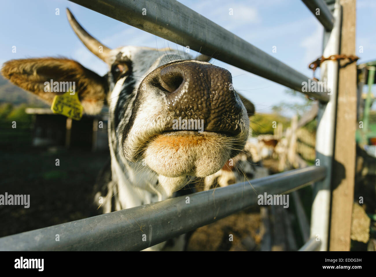 Schnauze einer Kuh Stockfoto