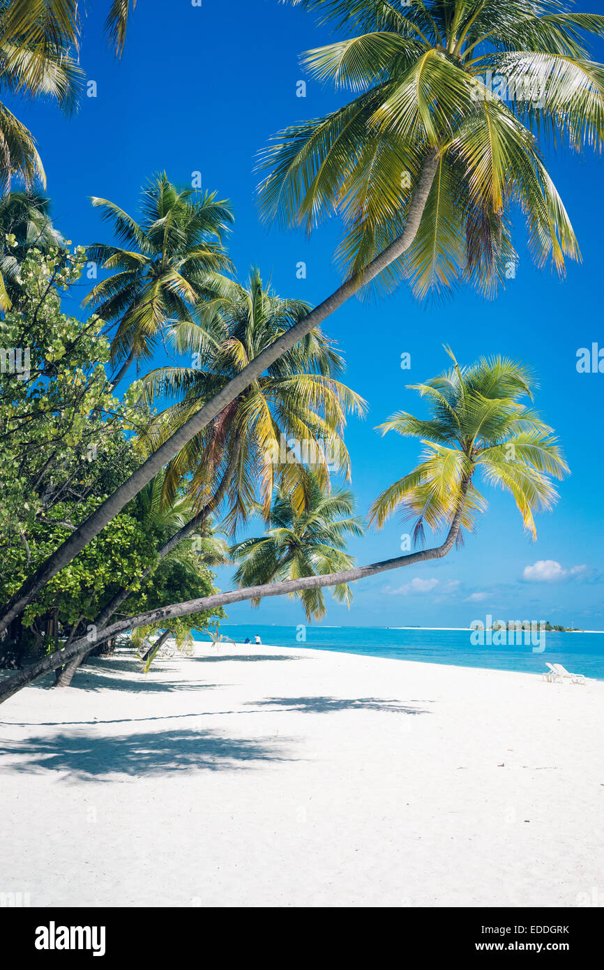 Malediven, Ari Atoll, Blick auf Palmen und weißen Sandstrand Stockfoto
