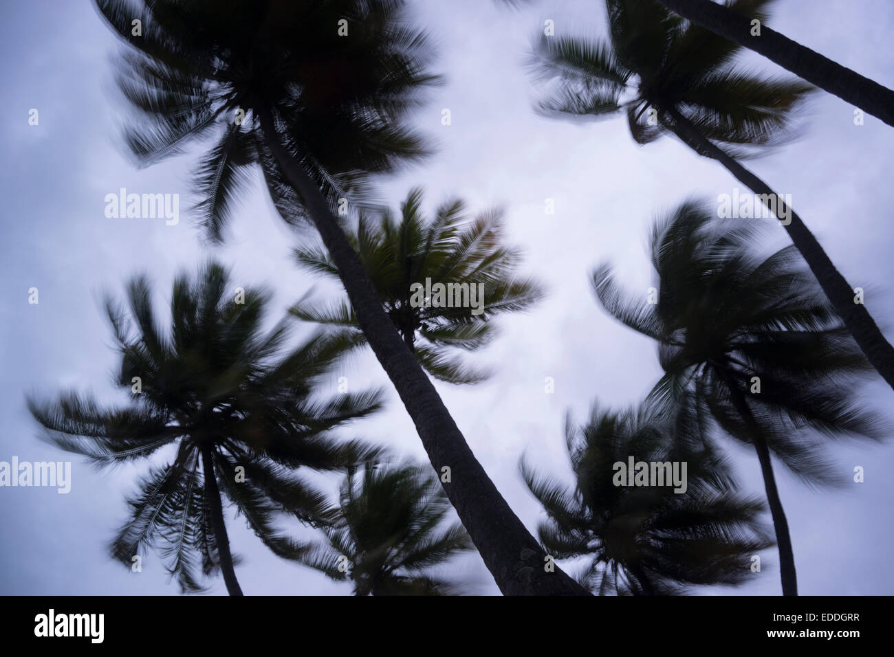 Malediven, Ari Atoll, Blick auf Palmen im Sturm Stockfoto