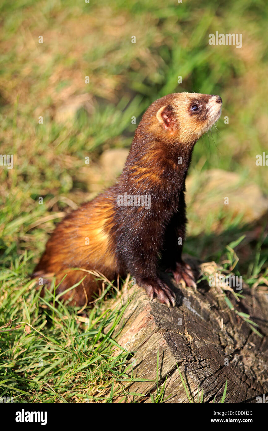 Europäischer Iltis (Mustela Putorius), Erwachsene, alert, Surrey, England, Vereinigtes Königreich Stockfoto