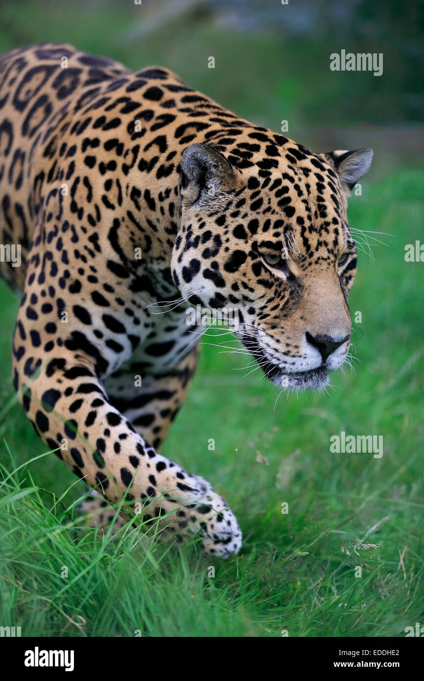 Jaguar (Panthera Onca), Erwachsene, stalking, stammt aus Südamerika, Gefangenschaft, England, Vereinigtes Königreich Stockfoto