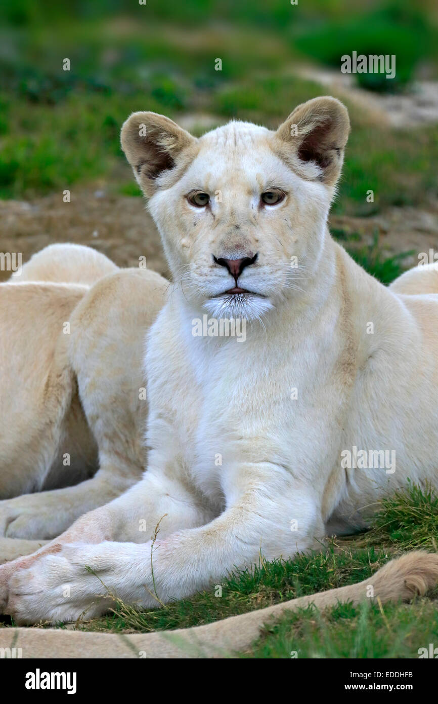 Löwe (Panthera Leo), stammt aus Afrika, gefangen, weißer Löwe, Löwin, Erwachsenen weiblichen, England, Vereinigtes Königreich Stockfoto