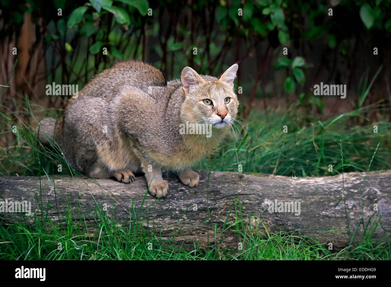 Dschungelkatze (Felis Chaus), Erwachsene, aus Asien, Gefangenschaft, England, Vereinigtes Königreich Stockfoto