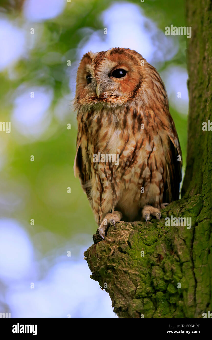 Waldkauz, Holz Waldkauz oder braune Eule (Strix Aluco), Erwachsene thront auf Baum, Surrey, England, Vereinigtes Königreich Stockfoto