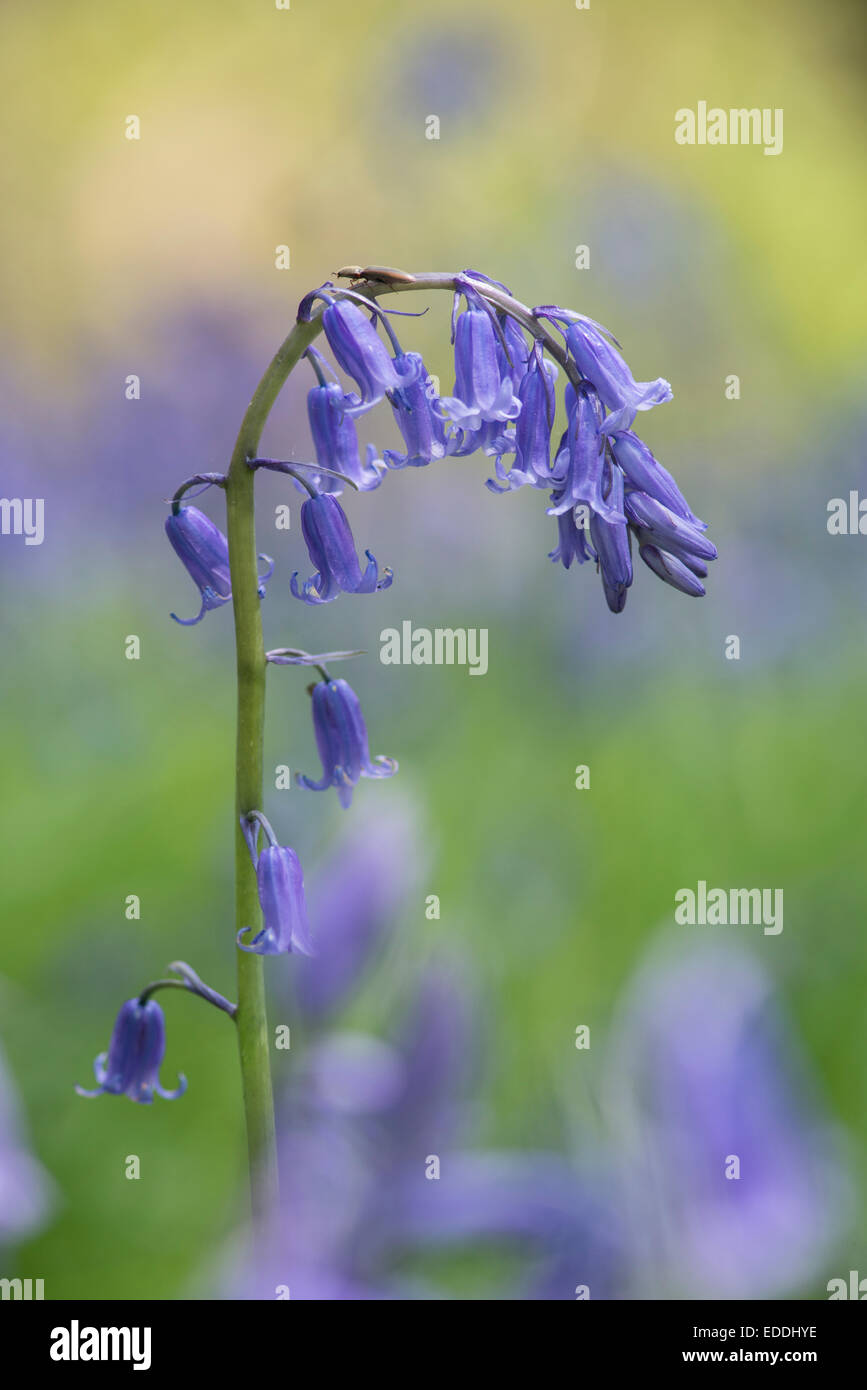 Bluebell: Hyacinthoides non-scripta Stockfoto